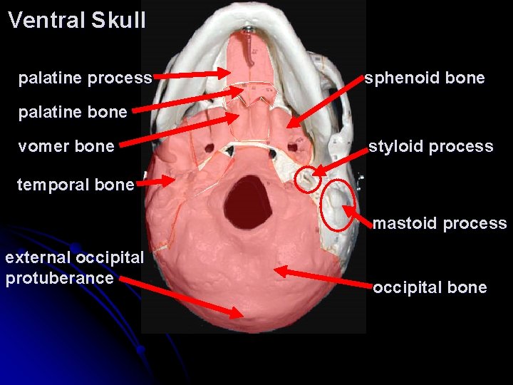 Ventral Skull palatine process sphenoid bone palatine bone vomer bone styloid process temporal bone