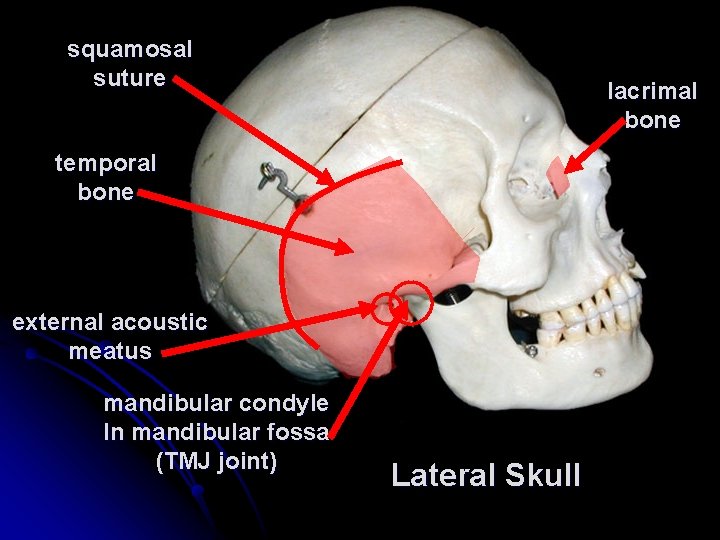 squamosal suture lacrimal bone temporal bone external acoustic meatus mandibular condyle In mandibular fossa