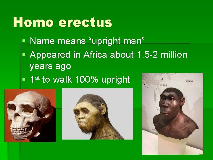 Homo erectus § Name means “upright man” § Appeared in Africa about 1. 5