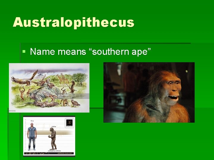 Australopithecus § Name means “southern ape” 