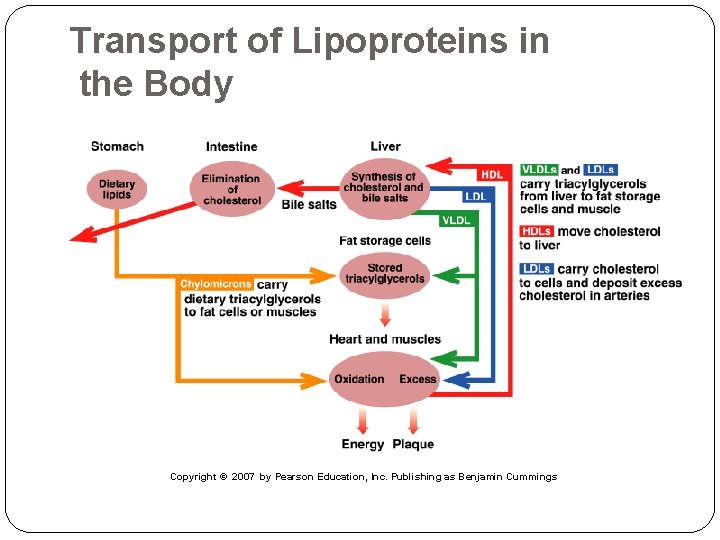 Transport of Lipoproteins in the Body Copyright © 2007 by Pearson Education, Inc. Publishing