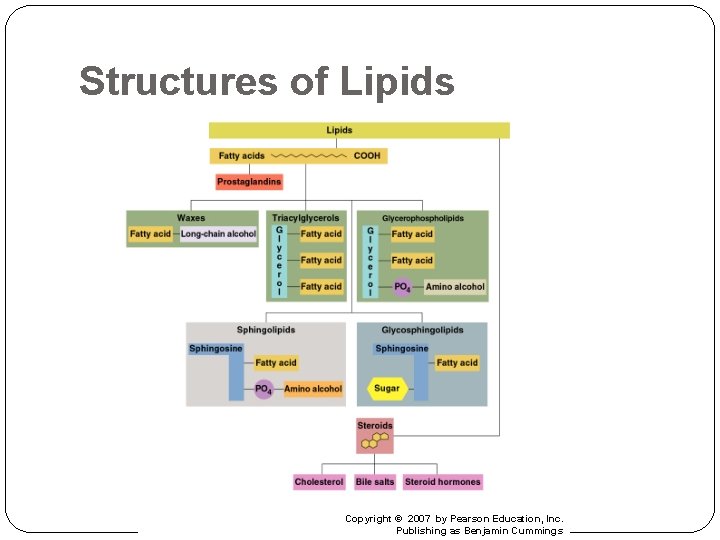 Structures of Lipids Copyright © 2007 by Pearson Education, Inc. Publishing as Benjamin Cummings