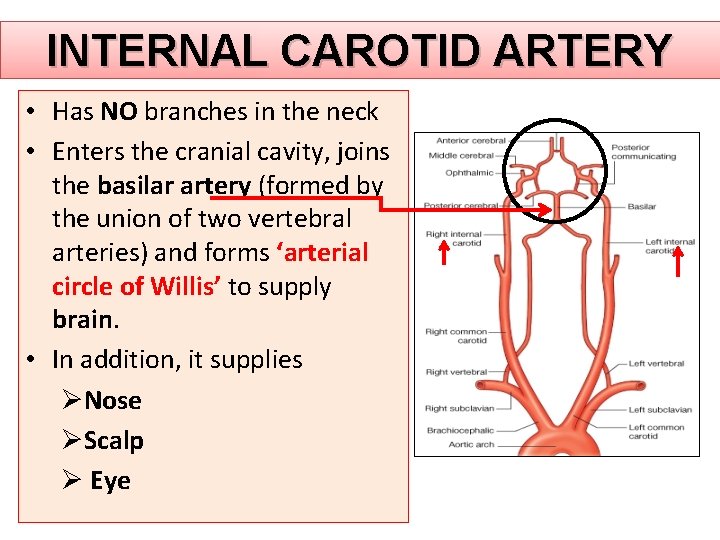 INTERNAL CAROTID ARTERY • Has NO branches in the neck • Enters the cranial