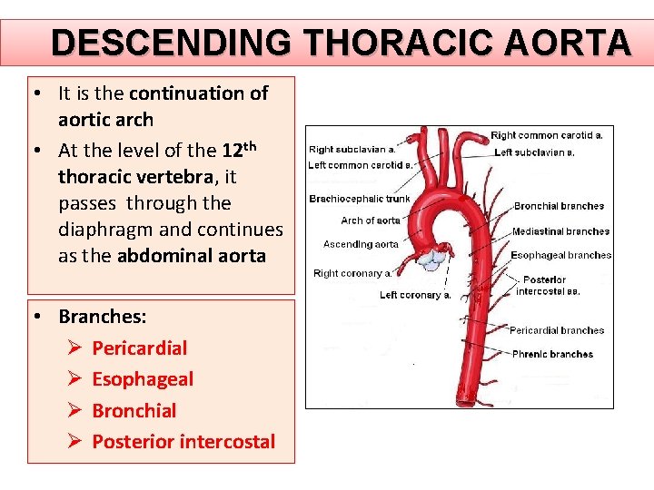 DESCENDING THORACIC AORTA • It is the continuation of aortic arch • At the
