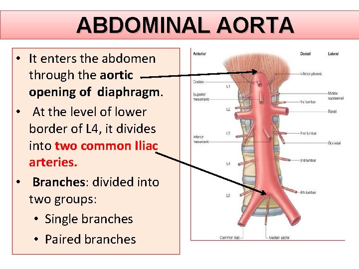 ABDOMINAL AORTA • It enters the abdomen through the aortic opening of diaphragm. •