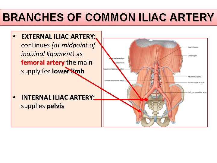 BRANCHES OF COMMON ILIAC ARTERY • EXTERNAL ILIAC ARTERY: continues (at midpoint of inguinal