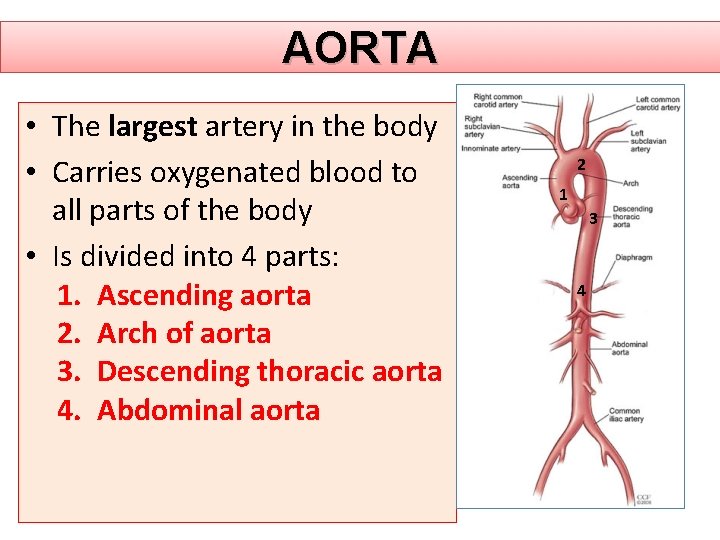AORTA • The largest artery in the body • Carries oxygenated blood to all