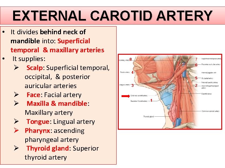 EXTERNAL CAROTID ARTERY • It divides behind neck of mandible into: Superficial temporal &
