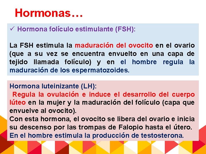 Hormonas… ü Hormona folículo estimulante (FSH): La FSH estimula la maduración del ovocito en