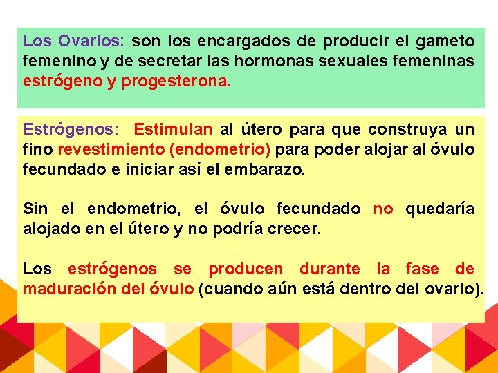 Los Ovarios: son los encargados de producir el gameto femenino y de secretar las