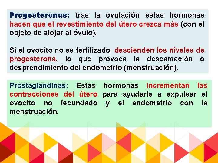 Progesteronas: tras la ovulación estas hormonas hacen que el revestimiento del útero crezca más