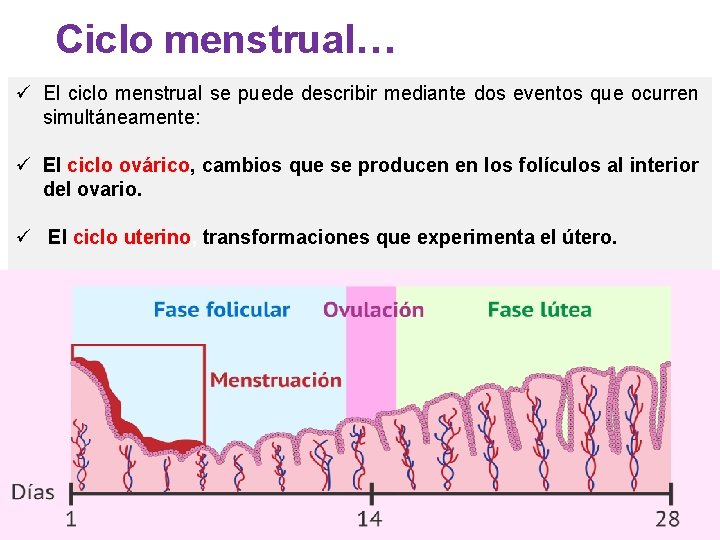 Ciclo menstrual… ü El ciclo menstrual se puede describir mediante dos eventos que ocurren