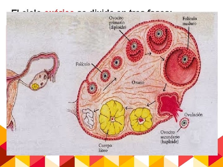 El ciclo ovárico se divide en tres fases: 1. Fase folicular: Aumenta la secreción