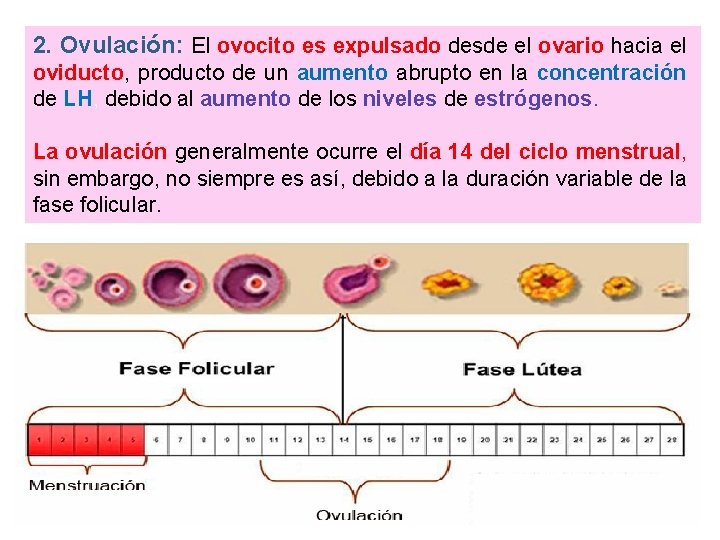 2. Ovulación: El ovocito es expulsado desde el ovario hacia el oviducto, producto de