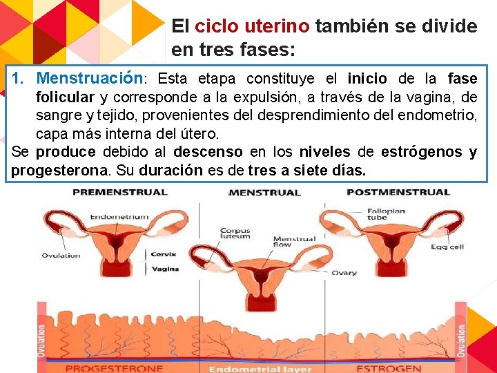 El ciclo uterino también se divide en tres fases: 1. Menstruación: Esta etapa constituye