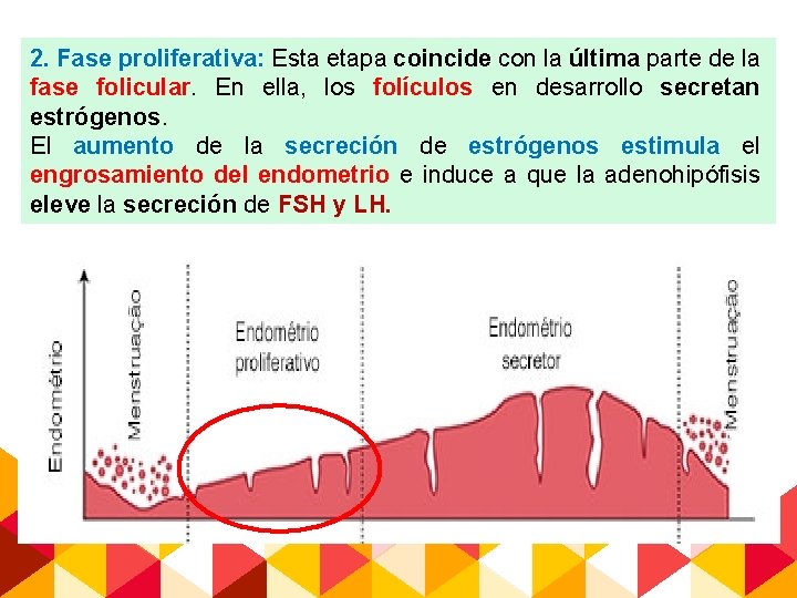 2. Fase proliferativa: Esta etapa coincide con la última parte de la fase folicular.