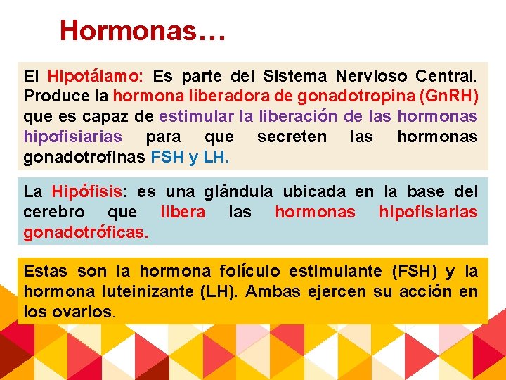Hormonas… El Hipotálamo: Es parte del Sistema Nervioso Central. Produce la hormona liberadora de
