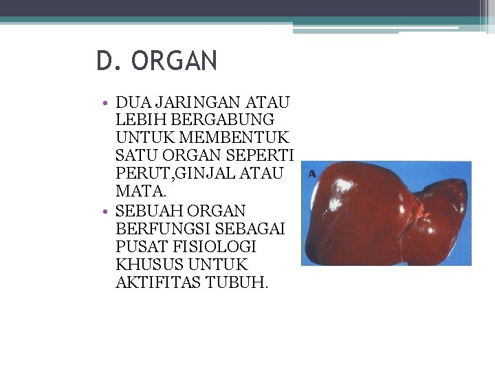 D. ORGAN • DUA JARINGAN ATAU LEBIH BERGABUNG UNTUK MEMBENTUK SATU ORGAN SEPERTI PERUT,