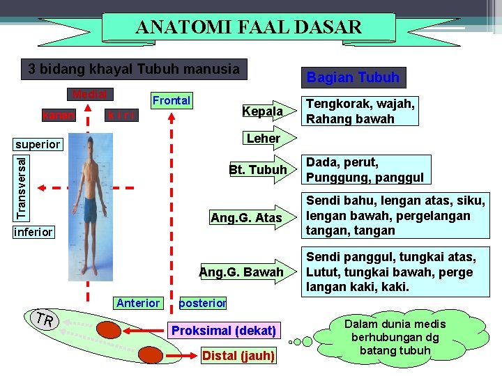 ANATOMI FAAL DASAR 3 bidang khayal Tubuh manusia Medial kanan Frontal Bagian Tubuh Kepala