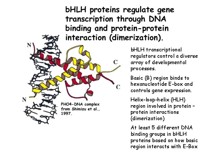 b. HLH transcriptional regulators control a diverse array of developmental processes. Basic (B) region