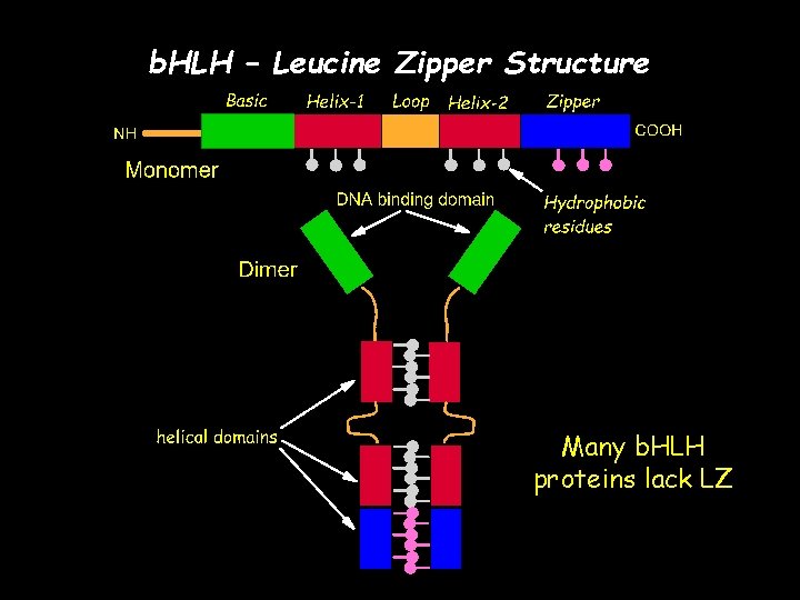 b. HLH – Leucine Zipper Structure Many b. HLH proteins lack LZ 
