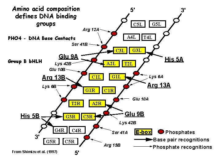 Amino acid composition defines DNA binding groups 5' 3' G 5 L C 5