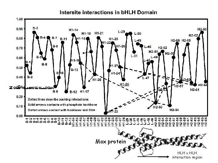 Max protein HLH x HLH interaction region 