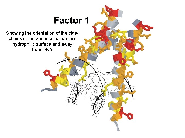 Showing the orientation of the sidechains of the amino acids on the hydrophilic surface