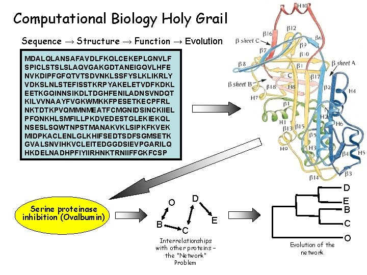 Computational Biology Holy Grail Sequence → Structure → Function → Evolution MDALQLANSAFAVDLFKQLCEKEPLGNVLF SPICLSTSLSLAQVGAKGDTANEIGQVLHFE NVKDIPFGFQTVTSDVNKLSSFYSLKLIKRLY