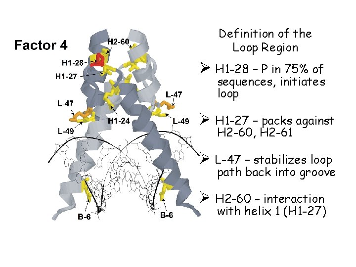 Definition of the Loop Region Ø H 1 -28 – P in 75% of