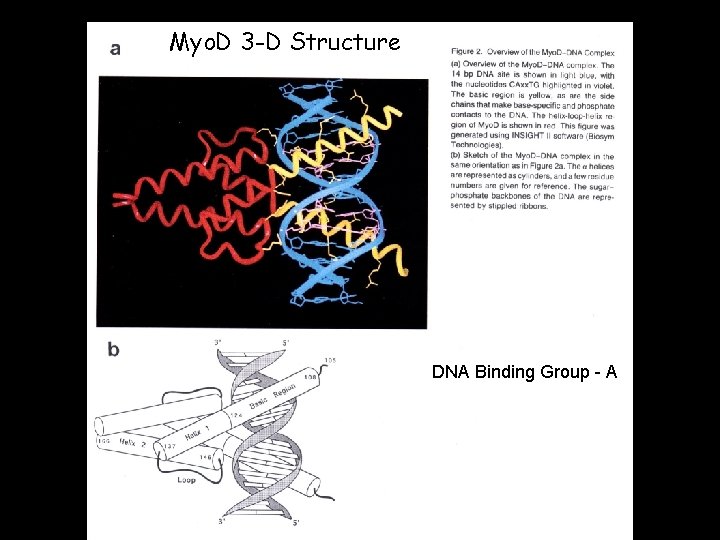 Myo. D 3 -D Structure DNA Binding Group - A 
