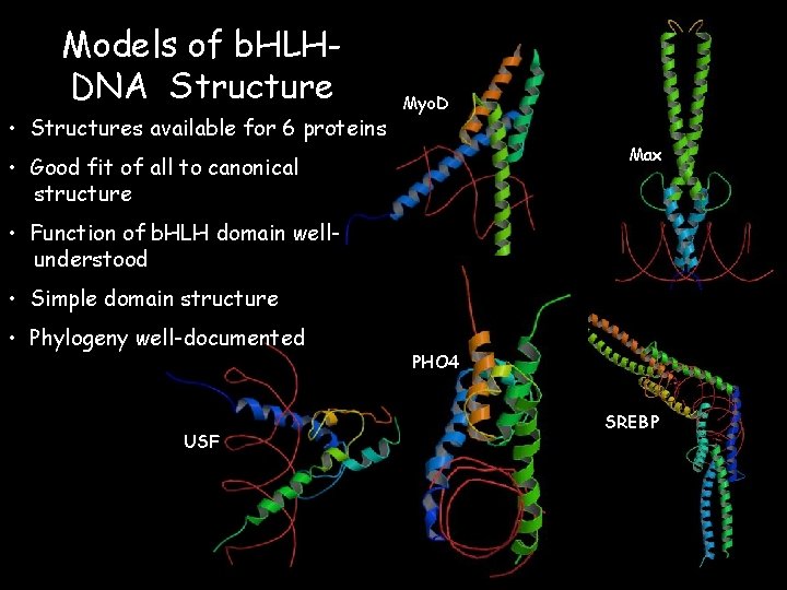 Models of b. HLHDNA Structure • Structures available for 6 proteins Myo. D Max