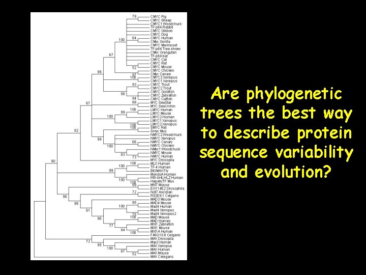 Are phylogenetic trees the best way to describe protein sequence variability and evolution? 