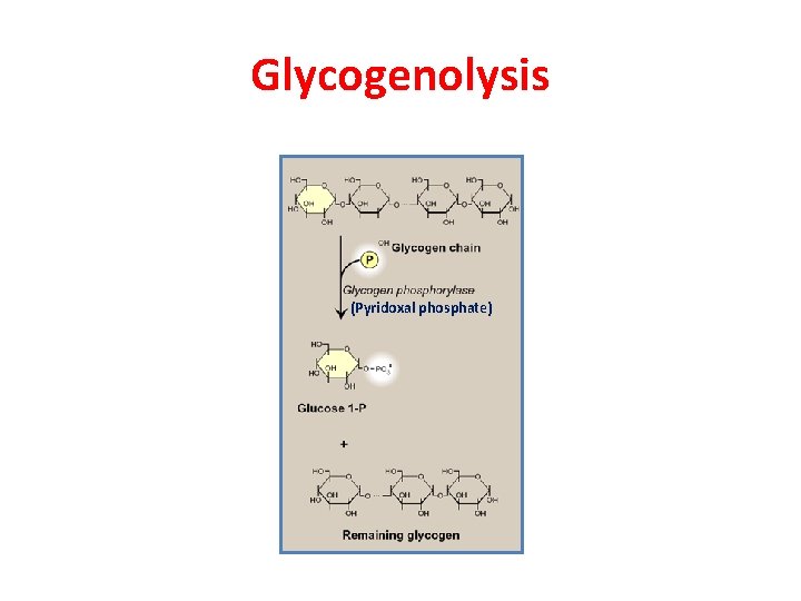Glycogenolysis (Pyridoxal phosphate) 