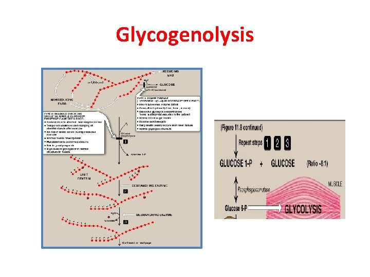 Glycogenolysis 
