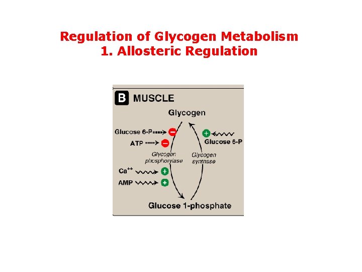 Regulation of Glycogen Metabolism 1. Allosteric Regulation 