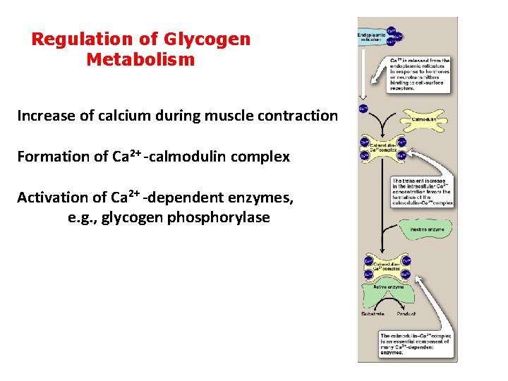 Regulation of Glycogen Metabolism Increase of calcium during muscle contraction Formation of Ca 2+