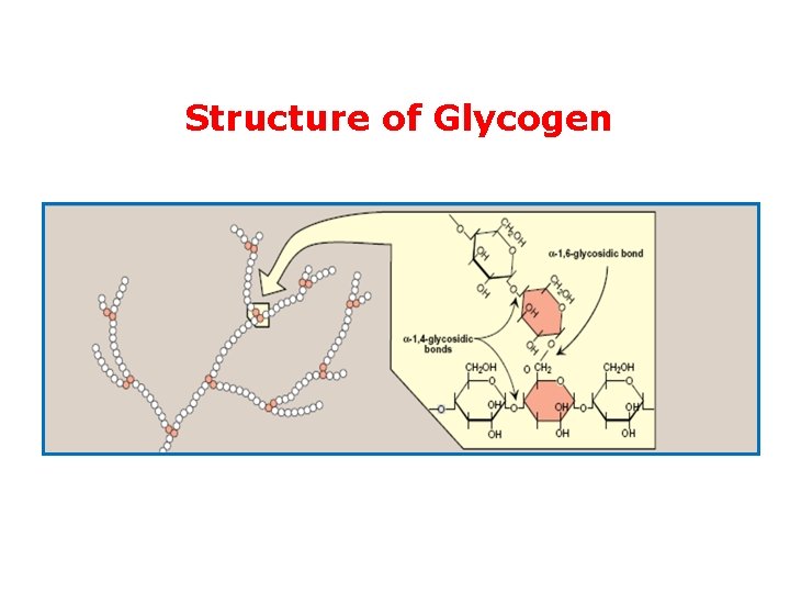 Structure of Glycogen 