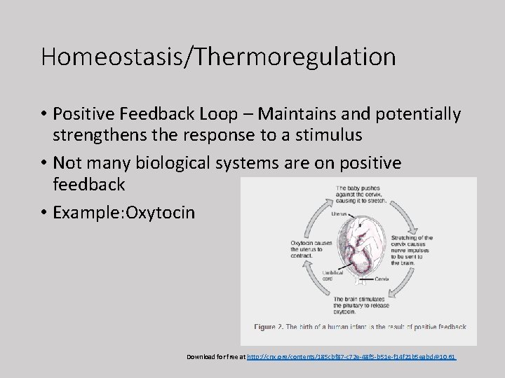 Homeostasis/Thermoregulation • Positive Feedback Loop – Maintains and potentially strengthens the response to a