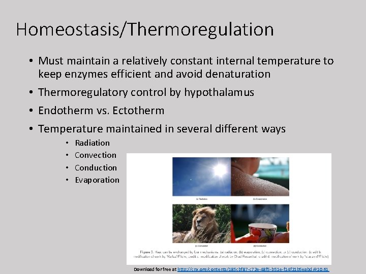 Homeostasis/Thermoregulation • Must maintain a relatively constant internal temperature to keep enzymes efficient and