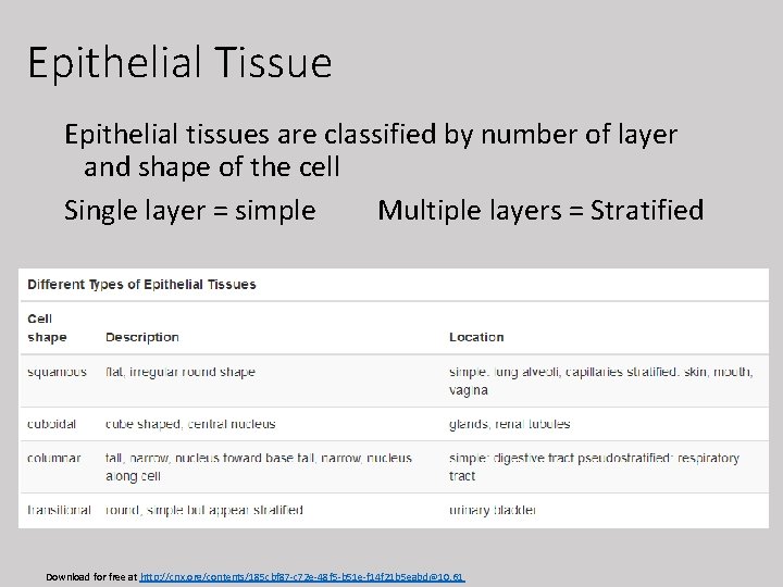 Epithelial Tissue Epithelial tissues are classified by number of layer and shape of the