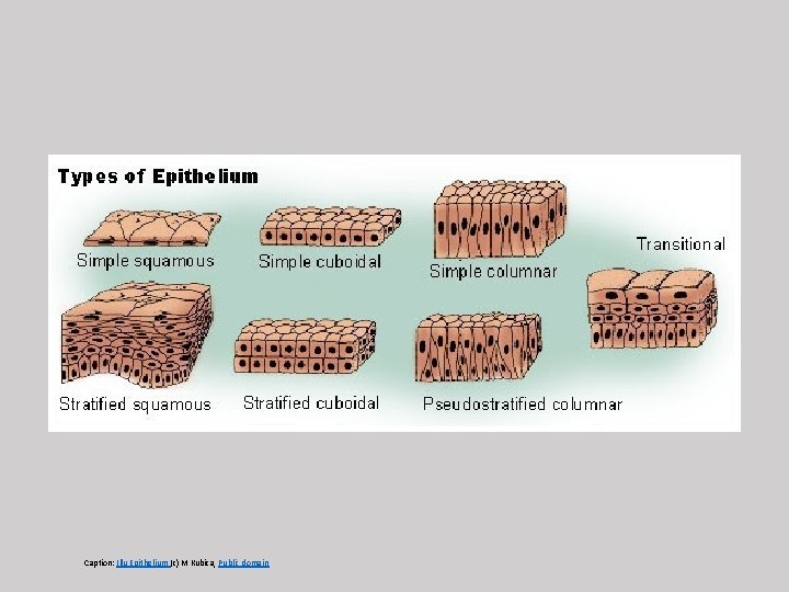 Caption: Illu Epithelium (c) M Kubica, Public domain 