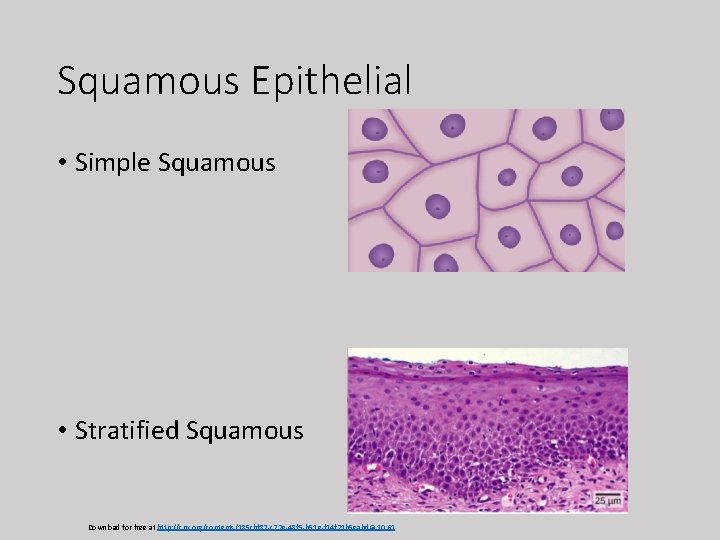 Squamous Epithelial • Simple Squamous • Stratified Squamous Download for free at http: //cnx.