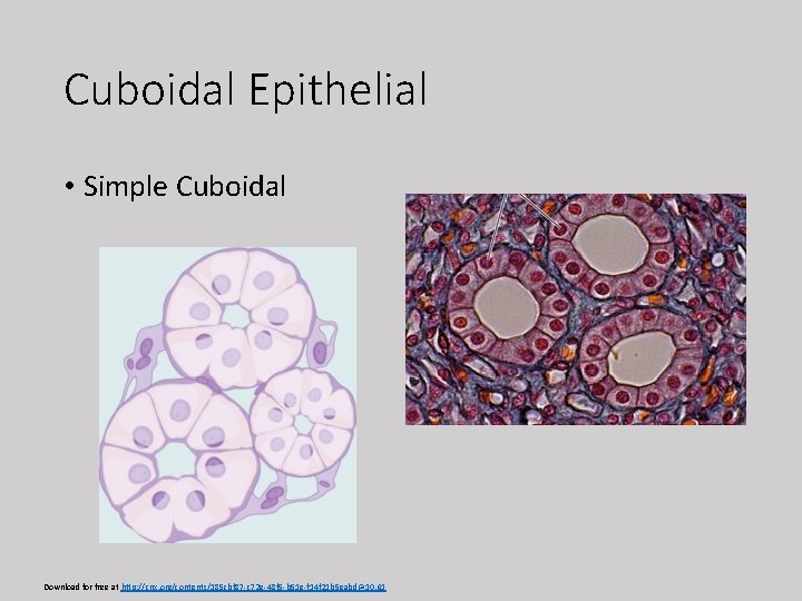 Cuboidal Epithelial • Simple Cuboidal Download for free at http: //cnx. org/contents/185 cbf 87