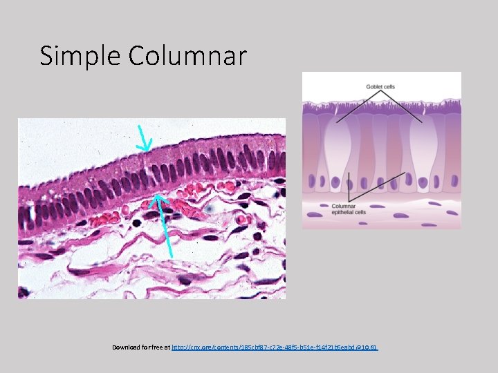 Simple Columnar Download for free at http: //cnx. org/contents/185 cbf 87 -c 72 e-48