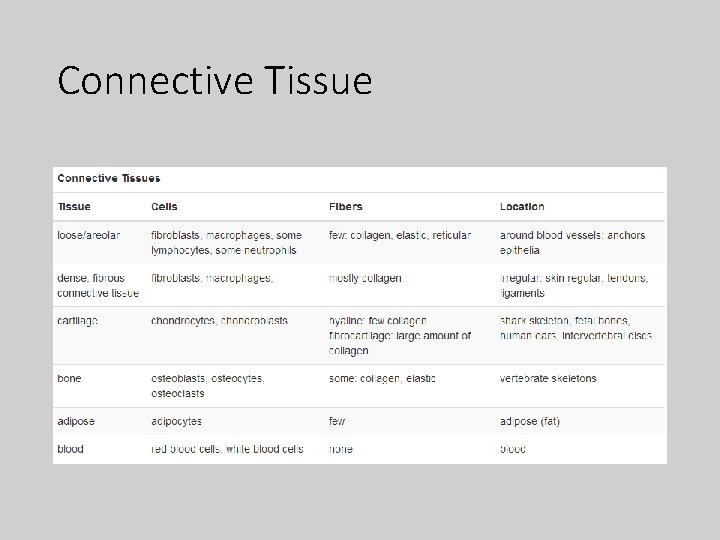 Connective Tissue 