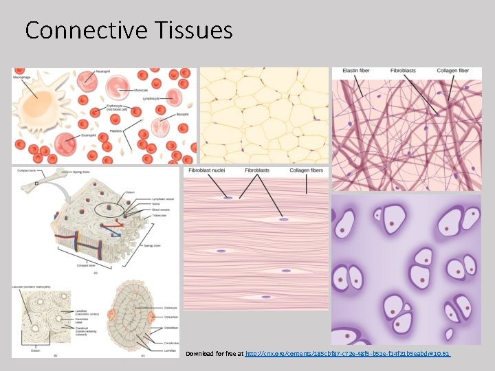 Connective Tissues Download for free at http: //cnx. org/contents/185 cbf 87 -c 72 e-48