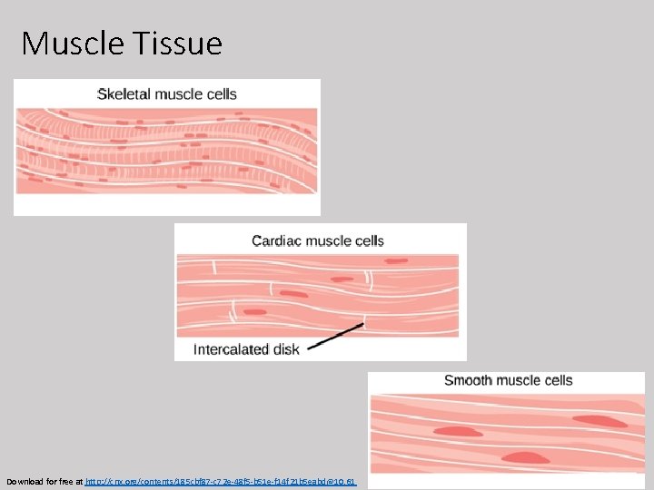 Muscle Tissue Download for free at http: //cnx. org/contents/185 cbf 87 -c 72 e-48