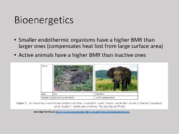 Bioenergetics • Smaller endothermic organisms have a higher BMR than larger ones (compensates heat