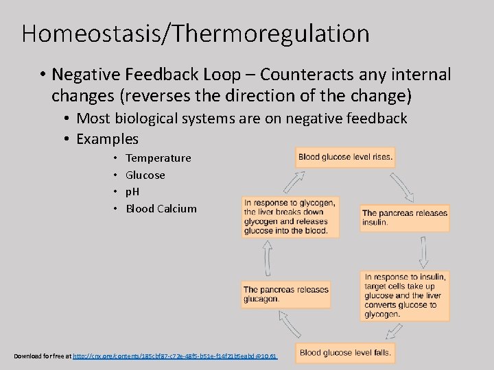 Homeostasis/Thermoregulation • Negative Feedback Loop – Counteracts any internal changes (reverses the direction of